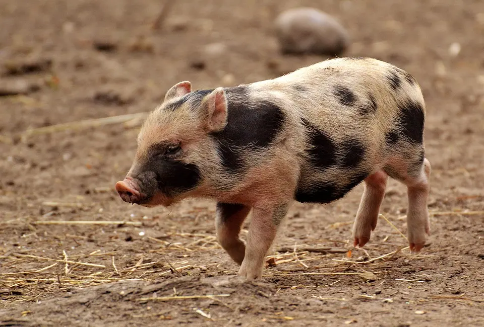 Auf der "Windischgarstner Rundroas" die Geschichte vom kleinen Weihnachtsmann entdecken