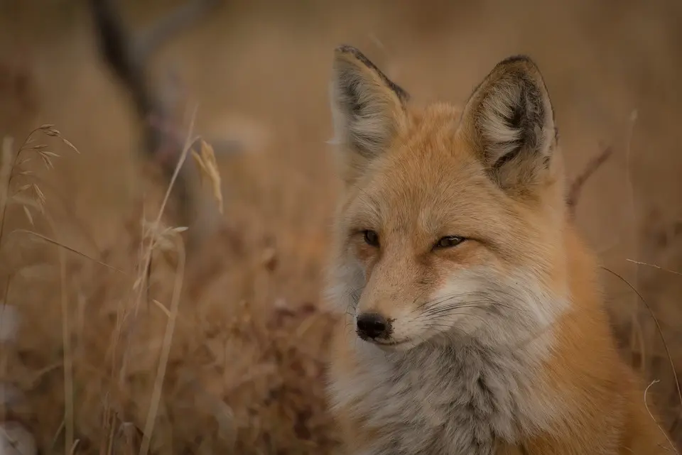 Nachwuchs erfolgreich: Erster Saisonsieg für die U12-Mädchen der Foxes