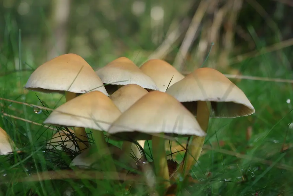 Drahtzieher festgenommen – Beute im Wald versteckt? Cobra-Einsatz nach Bankraub