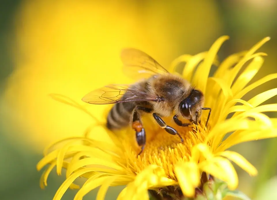 Durchs Bienenjahr – Imkerei in Kärnten - kaernten.ORF.at