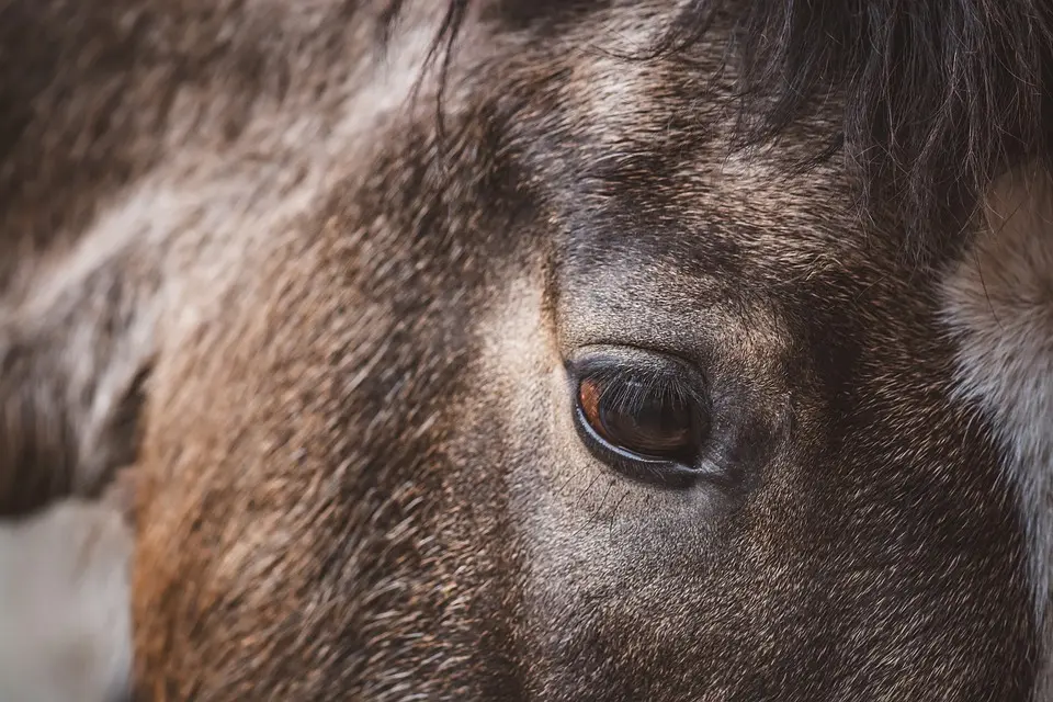 MeinBezirk.atGewinnerinnen und Gewinner wurden ausgezeichnet: Fotolandesmeisterschaft 
2024 des ÖVF-KärntenDer Landesverband Kärnten des Österreichischen Verbandes der Fotografie 
führte 2024 eine Fotolandesmeisterschaft durch, bei der sich die Teilnehmer 
in drei....vor 26 Minuten