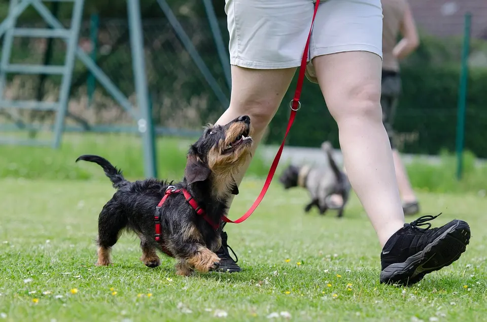 Hundeschule Stainz: Ortsgruppenprüfung im Herbst erfolgreich abgelegt