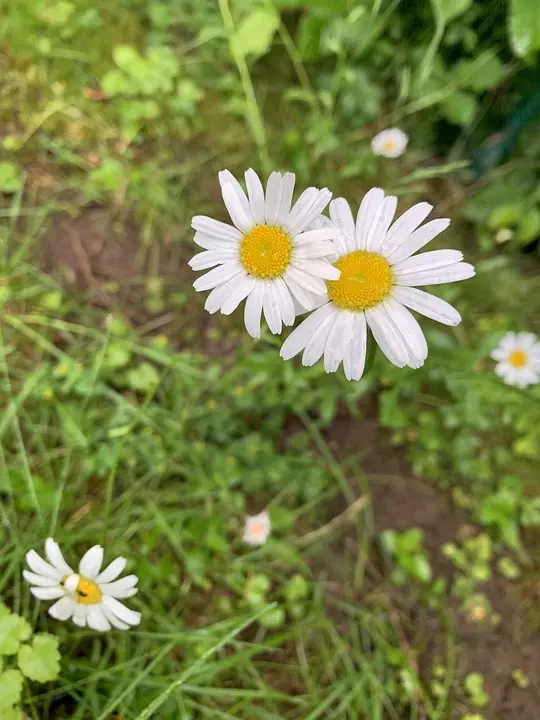 Blumen & Geschenke: Neuer Selbstbedienungsladen in St. Georgen/Grieskirchen