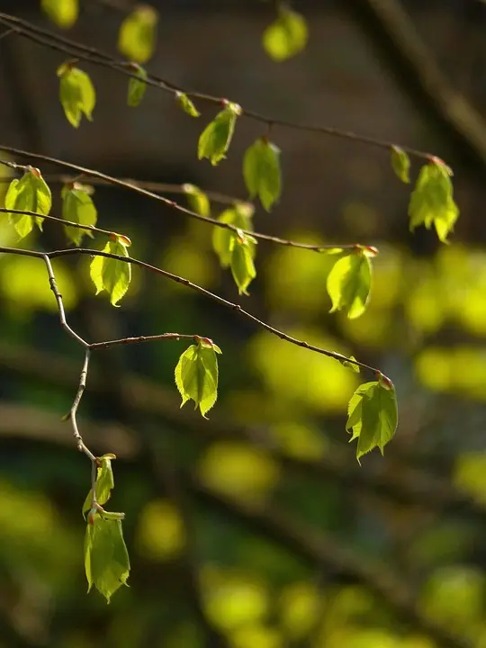 Neuer Mini-Wald wurde in Wien-Floridsdorf gepflanzt