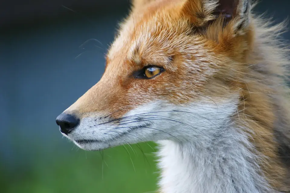 MeinBezirk.atTOP-Handelszertifikat verliehen: FOX Boden gehört zu den besten 
Handelsbetrieben 2024Im Rahmen der feierlichen Gala im Haus der Wirtschaft der WKO 
Oberösterreich in Linz erhielt FOX Boden das renommierte 
TOP-Handelszertifikat..vor 6 Minuten