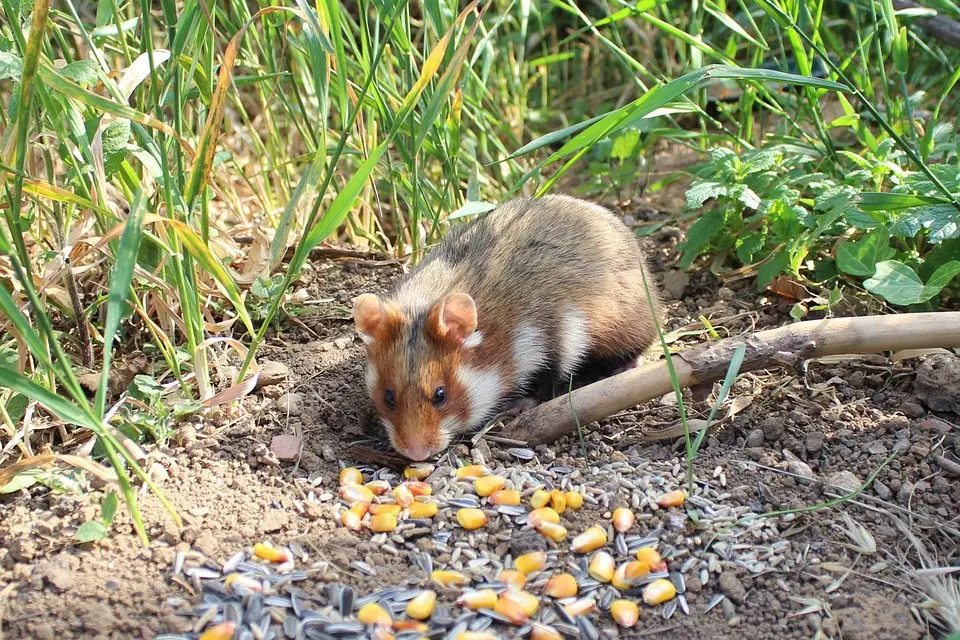 Geschützte Tierart: Feldhamster sorgen bei Simmeringer Gärtner für Unmut