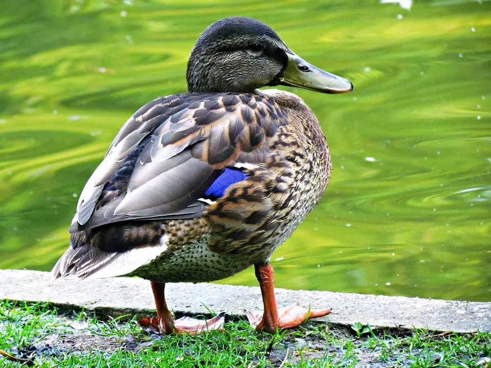 Zusammenarbeit zweier Gartenschauen