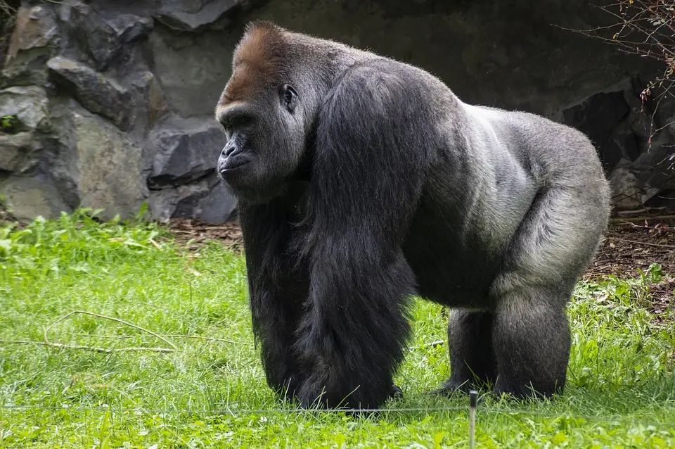 Gorilla at a Canadian zoo died after worker mistakenly activated wrong door