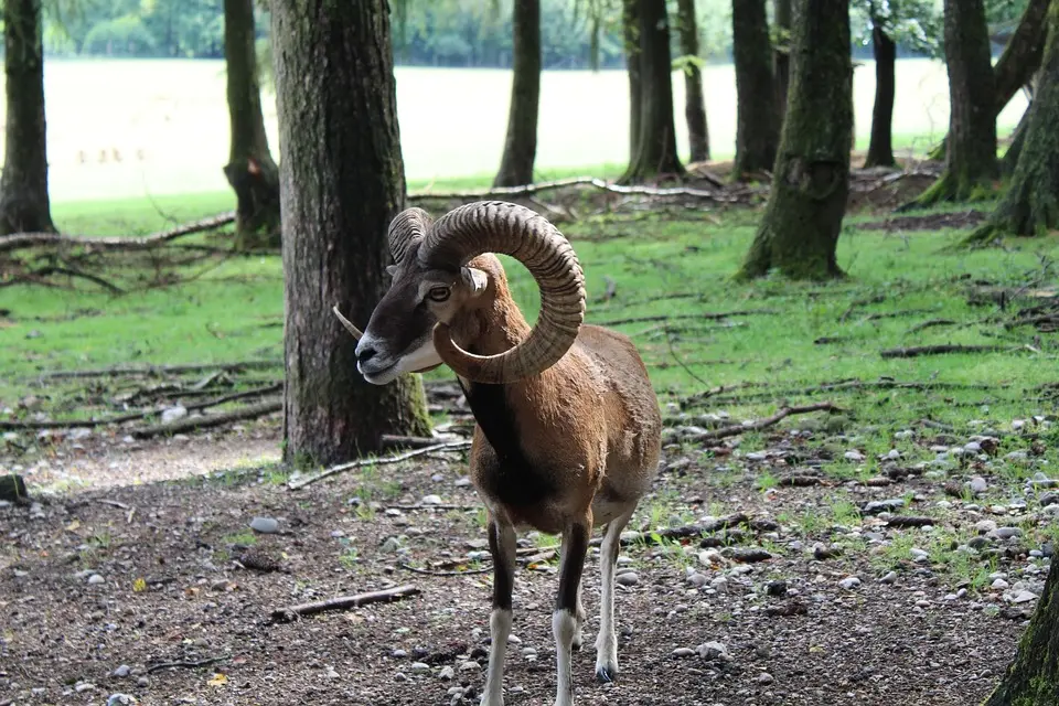 "Ich selbst mag gar keine Comedy."