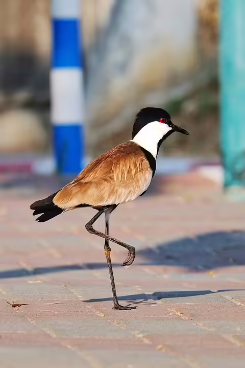 Israeli Angriff im Westjordanland tötete mindestens acht Personen