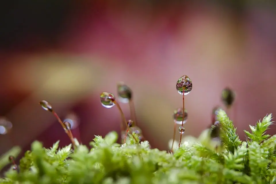 Birkfeld: Natur trifft Kreativität: Weihnachtsdeko im neuen Stil