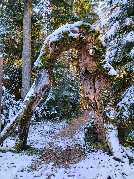 Zauberhafte Weihnachtszeit mit Schneeweißchen und Rosenrot in Tulln