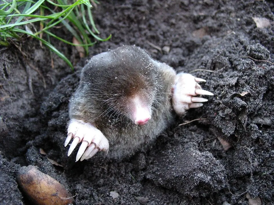 Eröffnung - Mole Melk: Schon vor Eröffnung einen langen Atem bewiesen