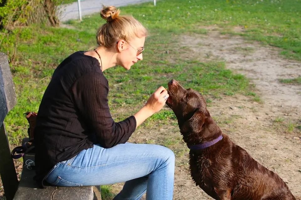 Ab 1. Dezember gültig: Neues Hundehaltegesetz bringt Regeln für „auffällige“ Hunde