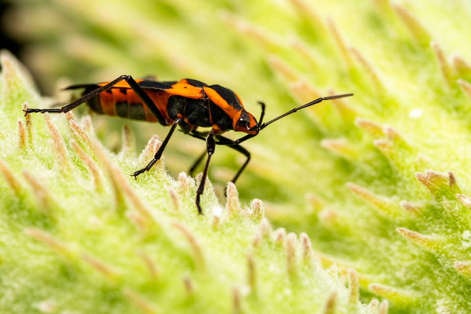 Philippinische Vizepräsidentin droht mit Marcos  Ermordung bei ihrem Tod