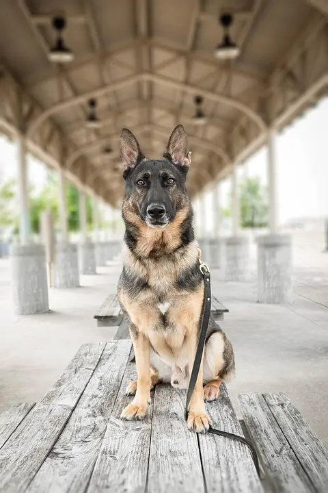 Polizeihund Poko findet Drogen-Verstecke – 5 Minuten