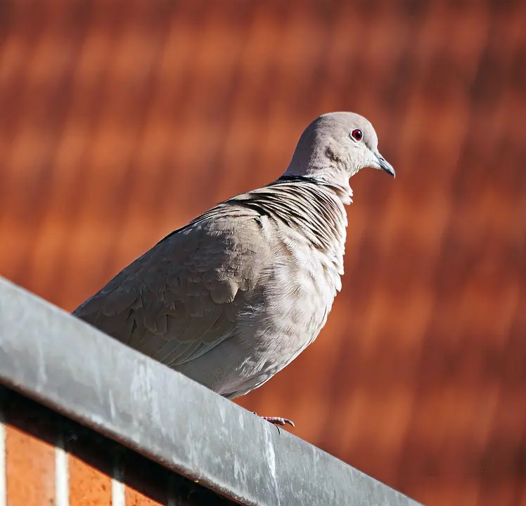 Erfolgreicher Einsatz - Jungtaube hing in Netz fest: Tierrettung in Neunkirchen geglückt