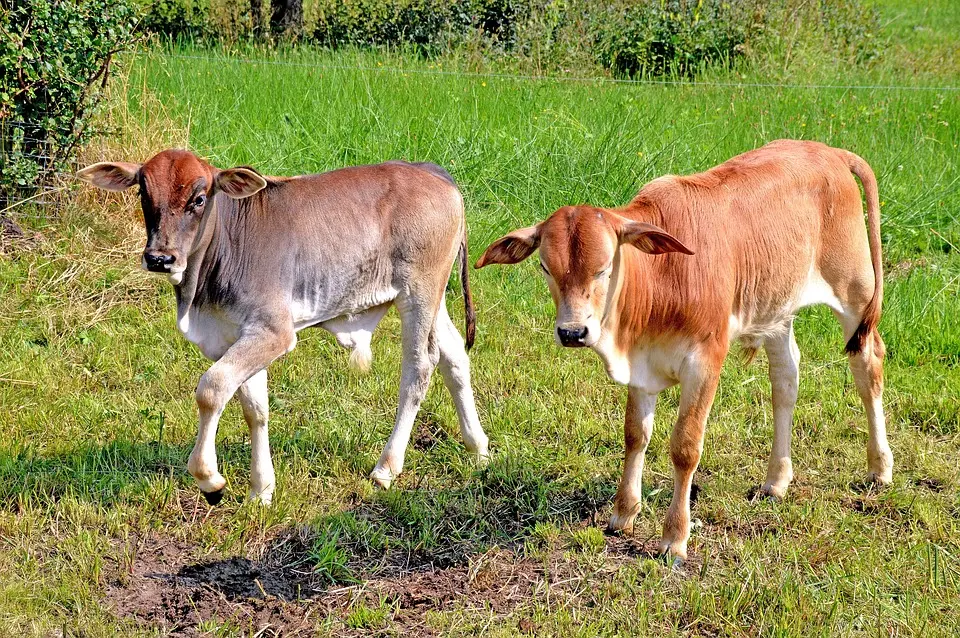 Im Bezirk Bruck/Leitha: Bald weiden die Kühe am Hundsheimer Berg