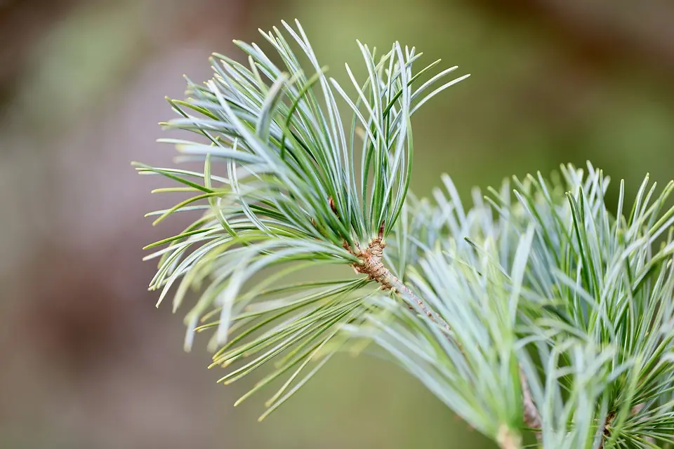 MeinBezirk.atFür den guten Zweck: SPÖ-Weihnachtsbaum in mehreren Perger GemeindenDie "SPÖ-Weihnachtsbaum-Aktion" startet in diesem Jahr oberösterreichweit 
bereits in die fünfte Runde. Nach vier Jahren engagierten Einsatzes und 
einer....vor 32 Minuten