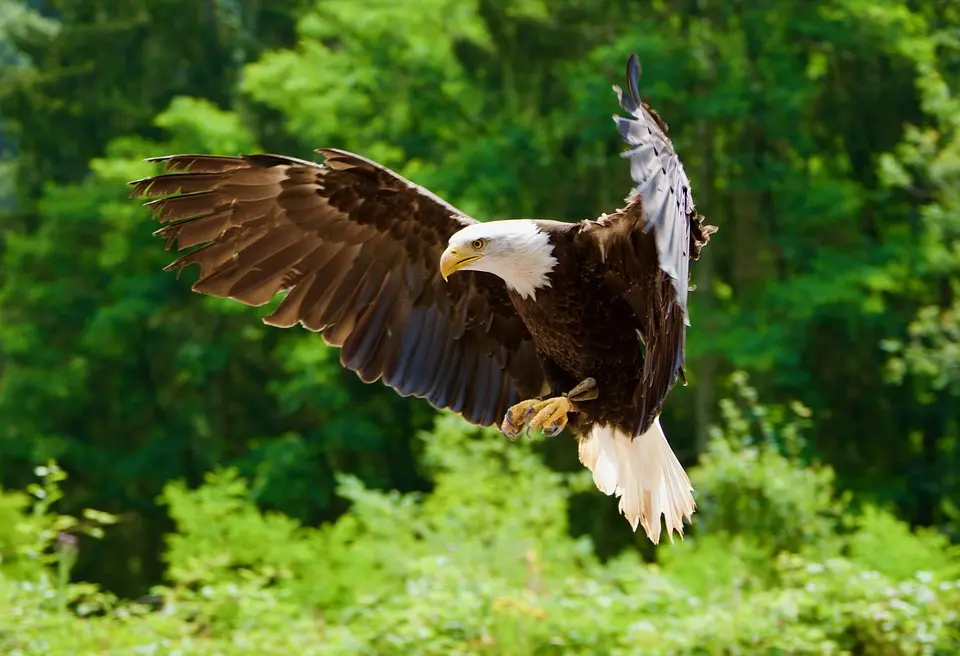 Nationalpark Donau-Auen Winterwanderung - Der König der Auen, Seeadler beobachten