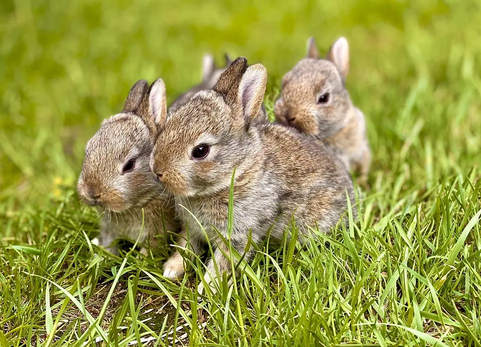 MSNSüße Fellnasen warten im Tierheim Villach auf einen BesitzerHeute stellen wir euch wieder ein paar Fellnasen vor, die auf ein neues 
Zuhause warten. Die Tiere warten im Kärntner Tierschutzverein Villach auf 
einen....vor 35 Minuten