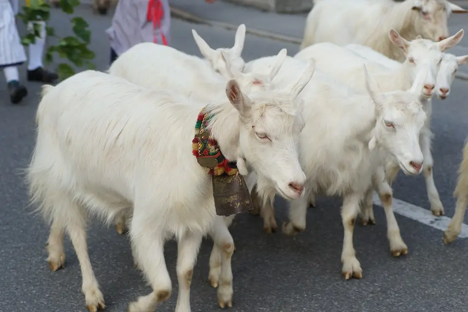 Vorfreude auf's Christkind: Teufelläufe - zwischen Furcht und Frohsinn