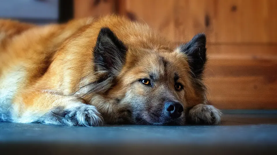 MeinBezirk.atBesuch im Altenheim: Therapiehund „Capo“ macht Bewohner glücklichDie Lehrerin Lisa besucht alle zwei Wochen das BAPH Kallham mit ihrem Hund 
Capo. Die beiden zaubern den Bewohnerinnen und Bewohnern immer ein Lächeln 
aufs....vor 3 Minuten