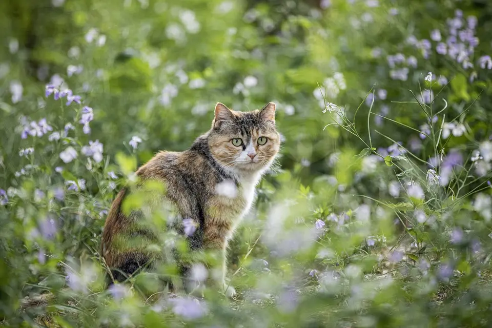 Darm fünf Mal durchlöchert: Katze "Elli" aus Koppl stirbt nach Schuss-Angriff