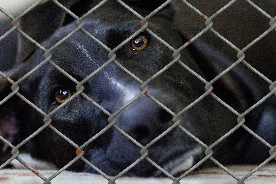 Grazerin wegen Tierquälerei und Betrug festgenommen