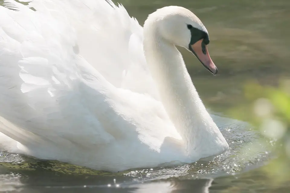 Taucher in Feldkirchen an der Donau tot aus dem Mühldorfer Weiher geborgen