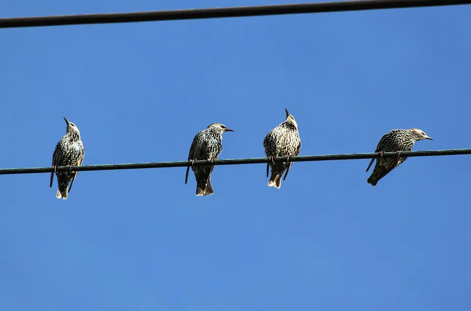 Graz wählt sowieso immer anders - Steiermark