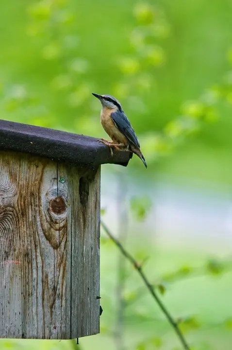 Vogelgrippe dürfte eingedämmt sein - noe.ORF.at