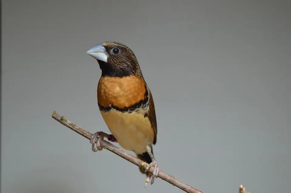 Land gibt Entwarnung: Keine weiteren Vogelgrippe-Fälle in Niederösterreich