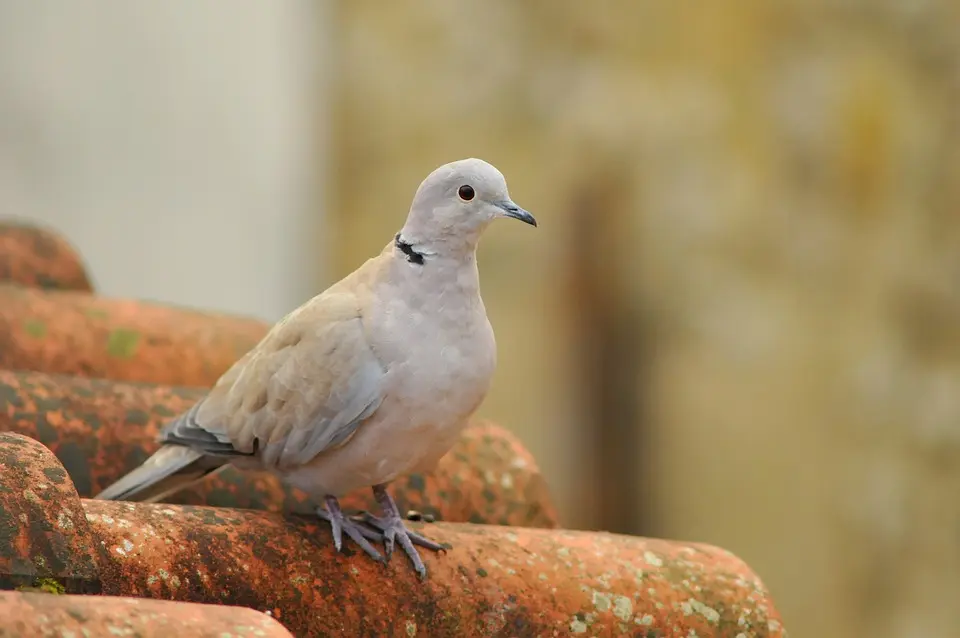 Bezirk Zwettl - Vogelgrippe: bisher nur ein Wildvogel betroffen