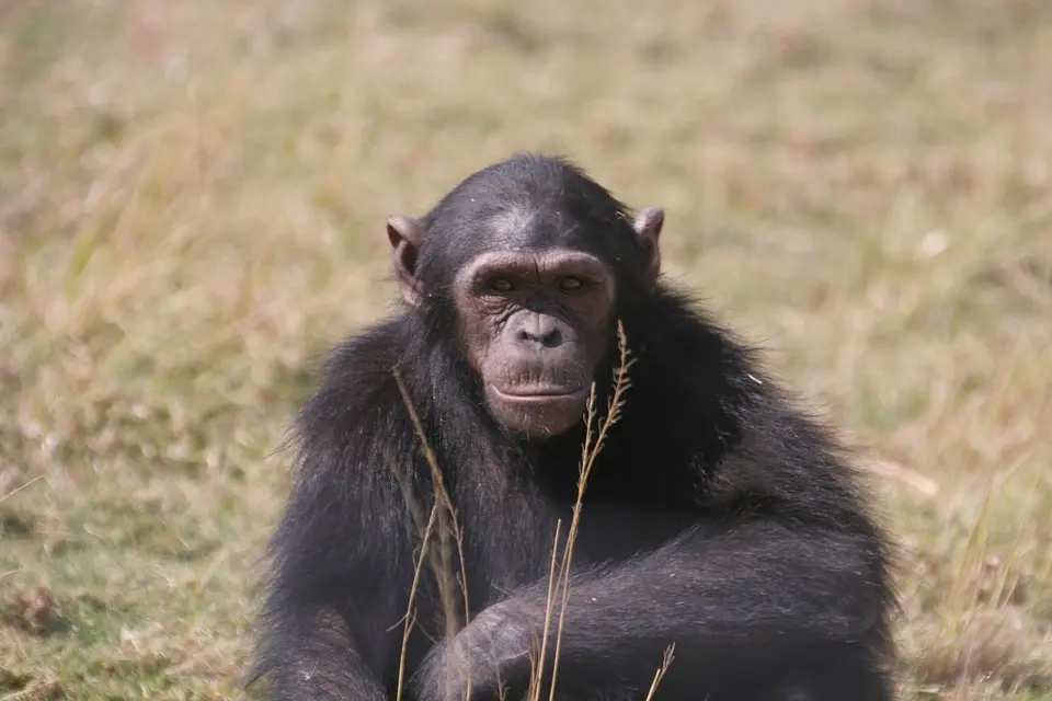 HLUW Yspertal: Jane Goodall appelliert an die Schüler