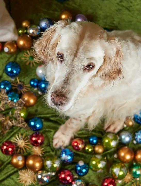 Alle Plätze & Straßen: Diese Weihnachtsbeleuchtungen strahlen in ganz Wien