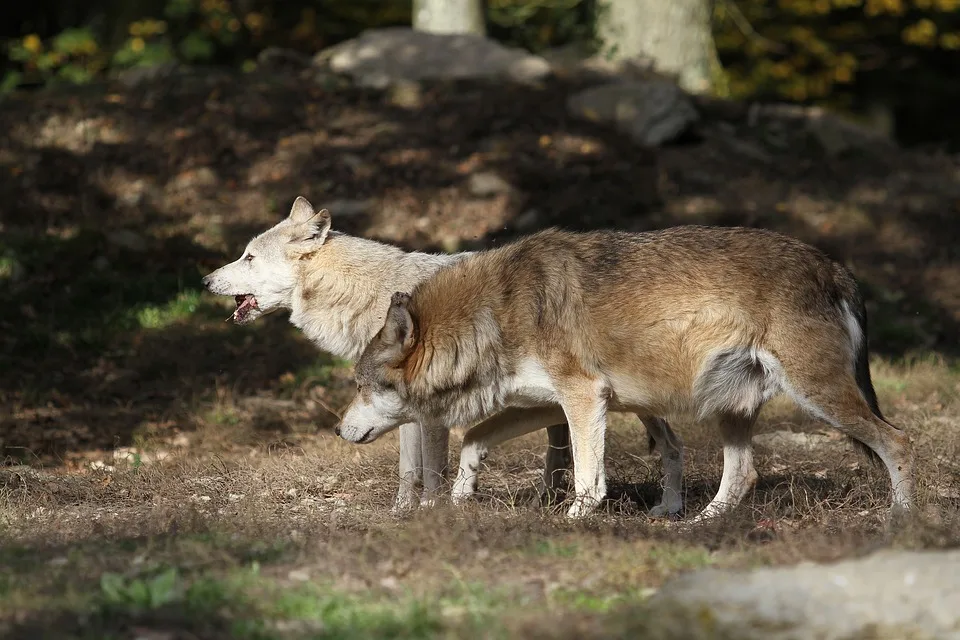 Bittere Heimniederlage der Wölfe – Südtirol News