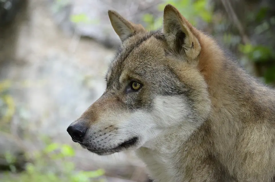 Erneut Risikowolf im Bezirk Hermagor erlegt