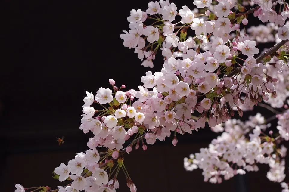 Japan’s scenic hot springs town restricting tourists amid fights over the best photo spots