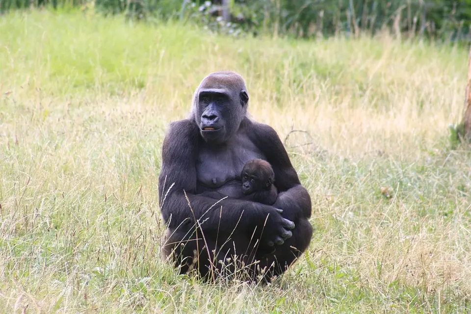 Baby gorilla rescued from cargo hold of Turkish Airlines plane