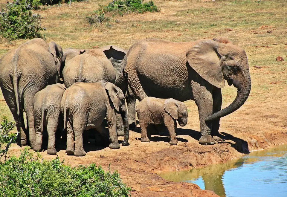 Train hits elephant herd in Sri Lanka, killing at least six elephants, say police