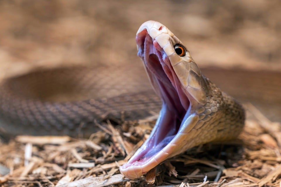 Aktuelles zur tödlichen Schießerei an Israelische Botschaftsmitarbeiter in DC