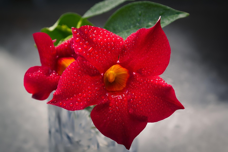 Brazilian Nuns Beatboxen und gehen viral auf katholischem TV