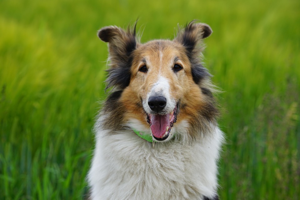Briten verschärfen Regeln zur Migration, während Starmer Populisten entgegenwirkt