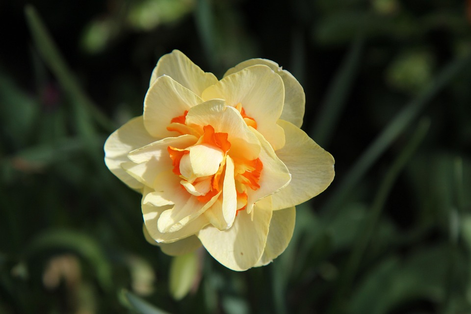 Doppelte Herausforderung: Trump in der Glaubwürdigkeit unter Druck