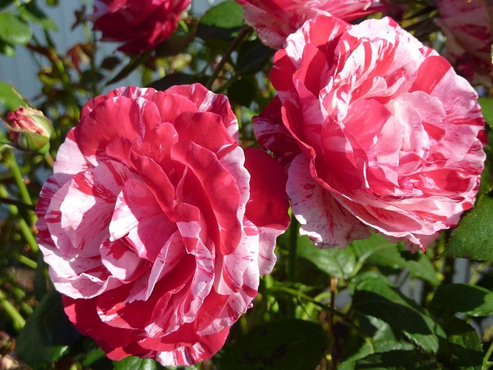 Doppelte Herausforderung: Trumps Glaubwürdigkeit steht auf dem Spiel