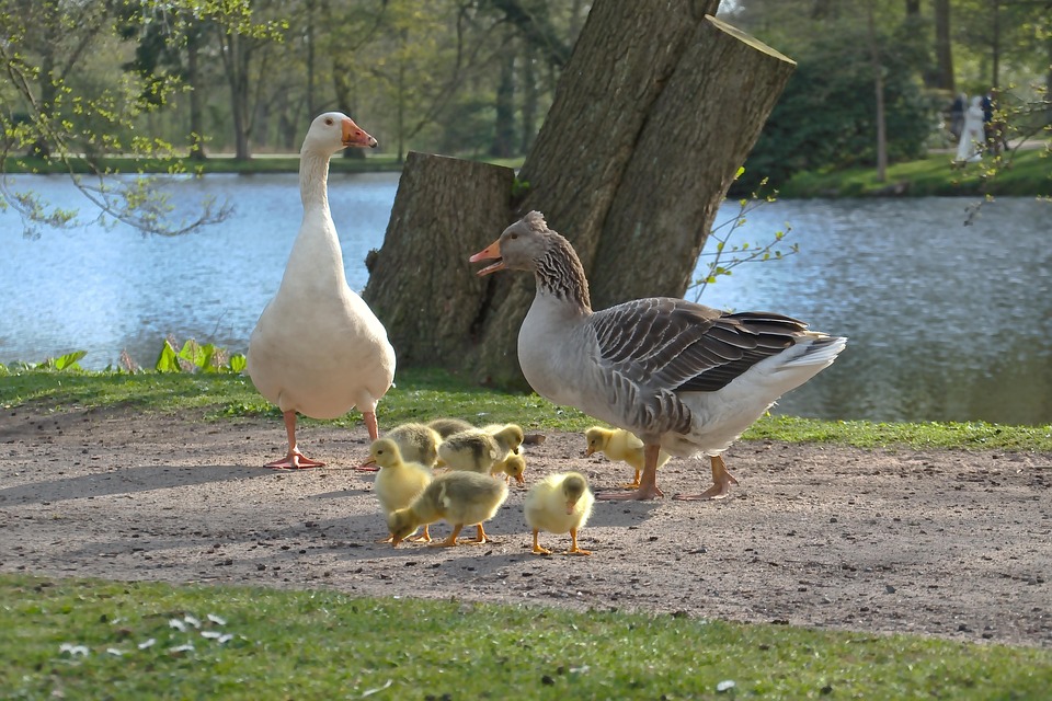 Familien fordern Klarheit über lebende Gaza-Geiseln nach Trumps Aussage