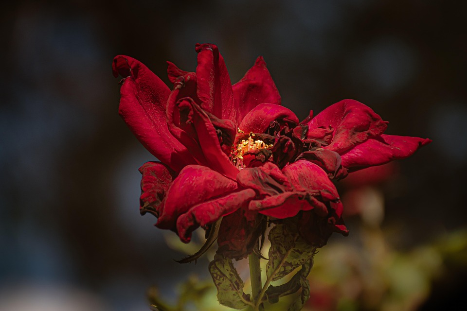 Hamas kündigt baldige Freilassung des letzten US-Geisels Edan Alexander an