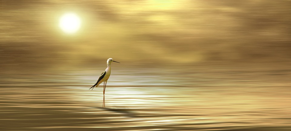 Harvard-Forscherin: Keine Lüge über Froschembryo-Proben