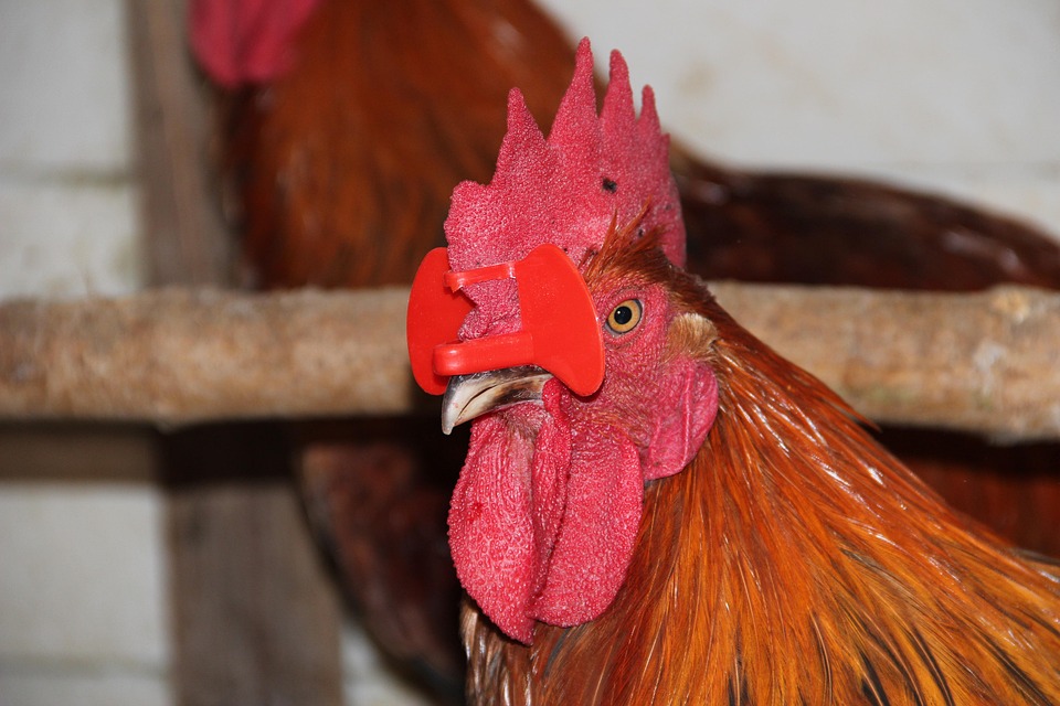 Kanadas Carney präsentiert neuen Kabinettsschwerpunkt: Wirtschaft & US-Zölle